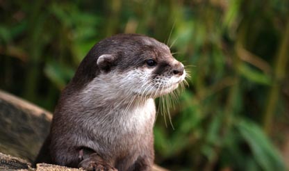 toprightimg otter
