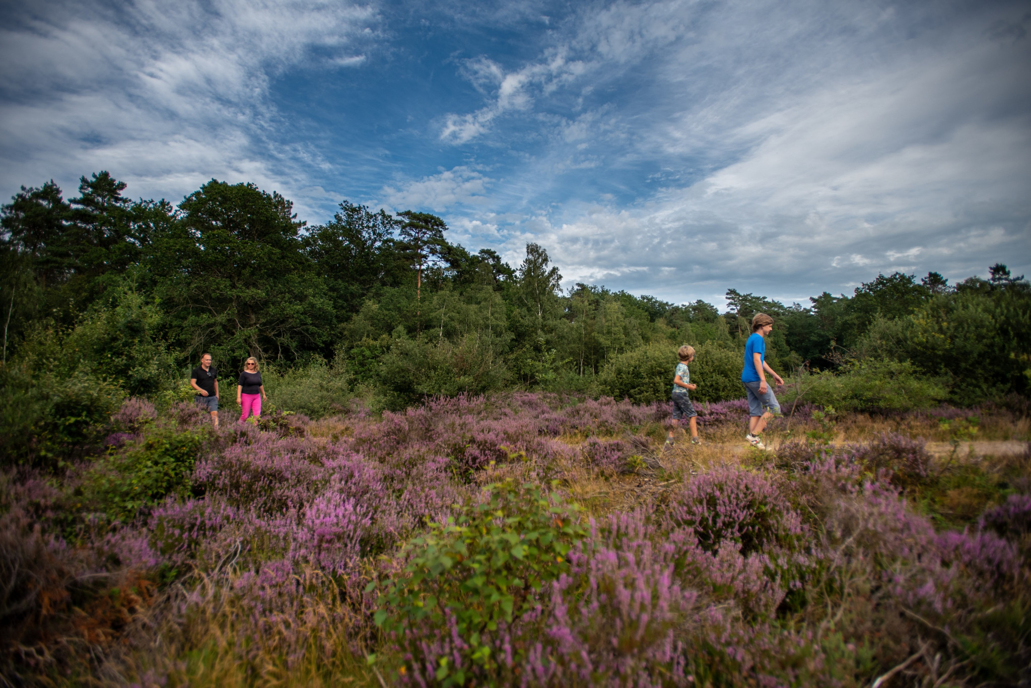 Heide wandeling Wandelen op de heide Doldersummerveld
