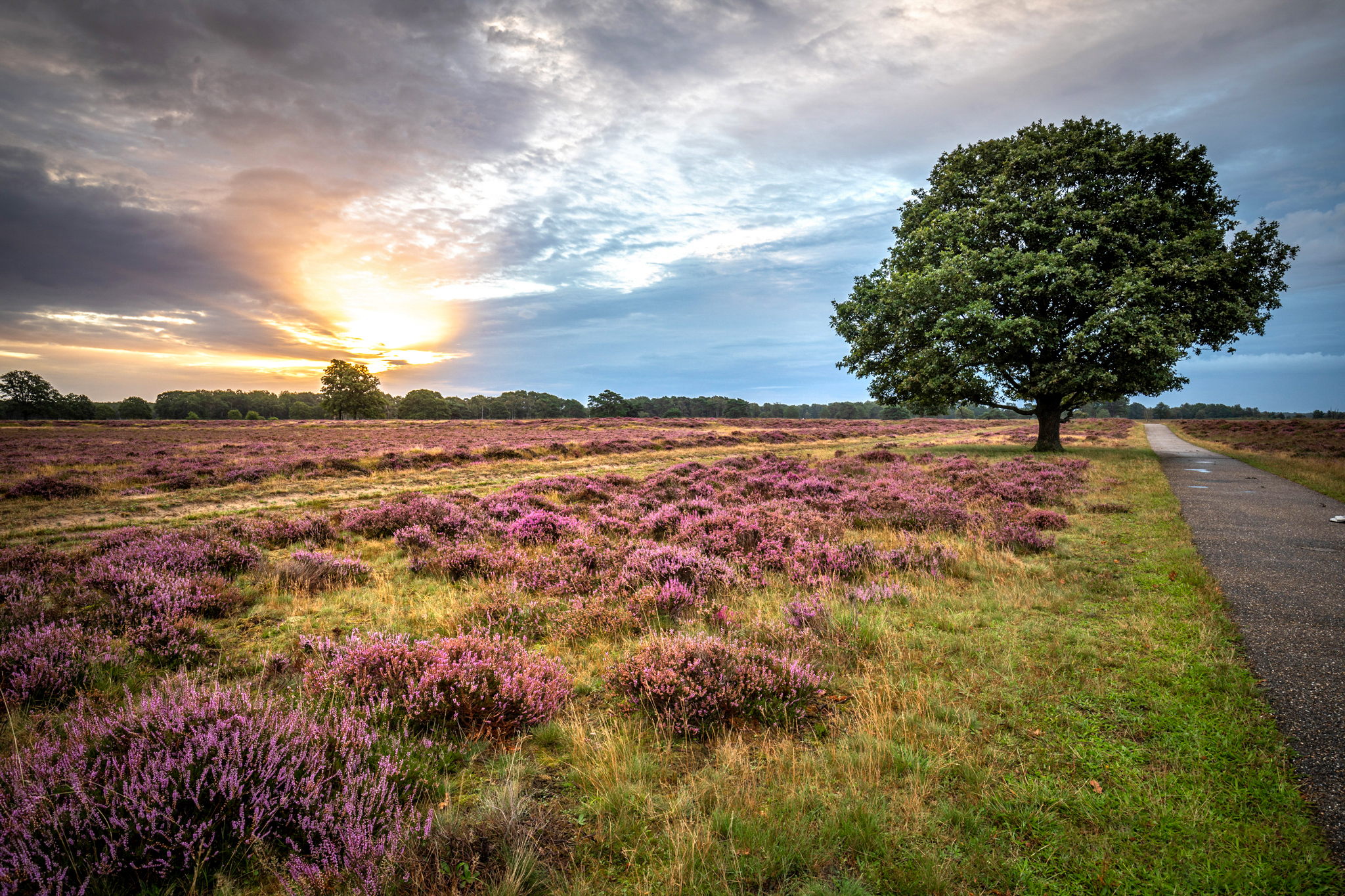 HeidevelHeide in het Drents-Friese Woldd-DFW.jpg Zonsopkomst boven de bloeiende heide in het Drents-Friese Wold met een eenzame boom en een fietspad.