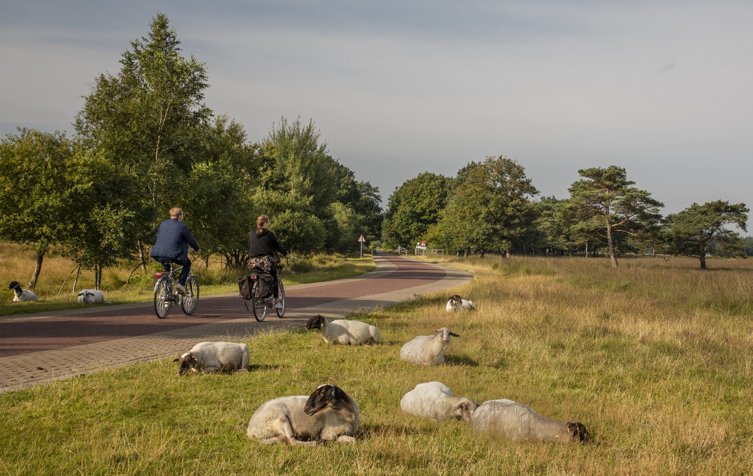 Fietsen langs Drentse heideschapen Twee fietsers genieten van een rustige fietstocht door het Drents-Friese Wold, terwijl Drentse heideschapen ontspannen in het gras langs het fietspad.