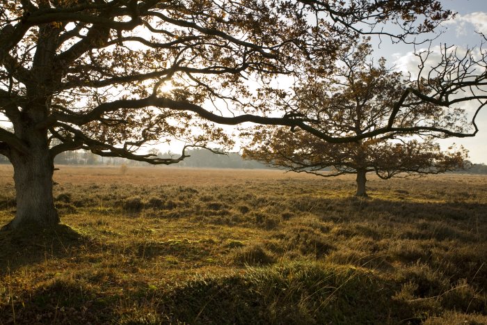 Ochtendlicht bij Doldersum Zonsopkomst over een heideveld met silhouetten van bomen in Doldersum