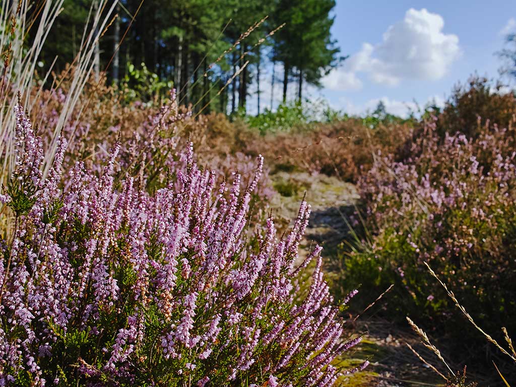 heide Drentse Heide