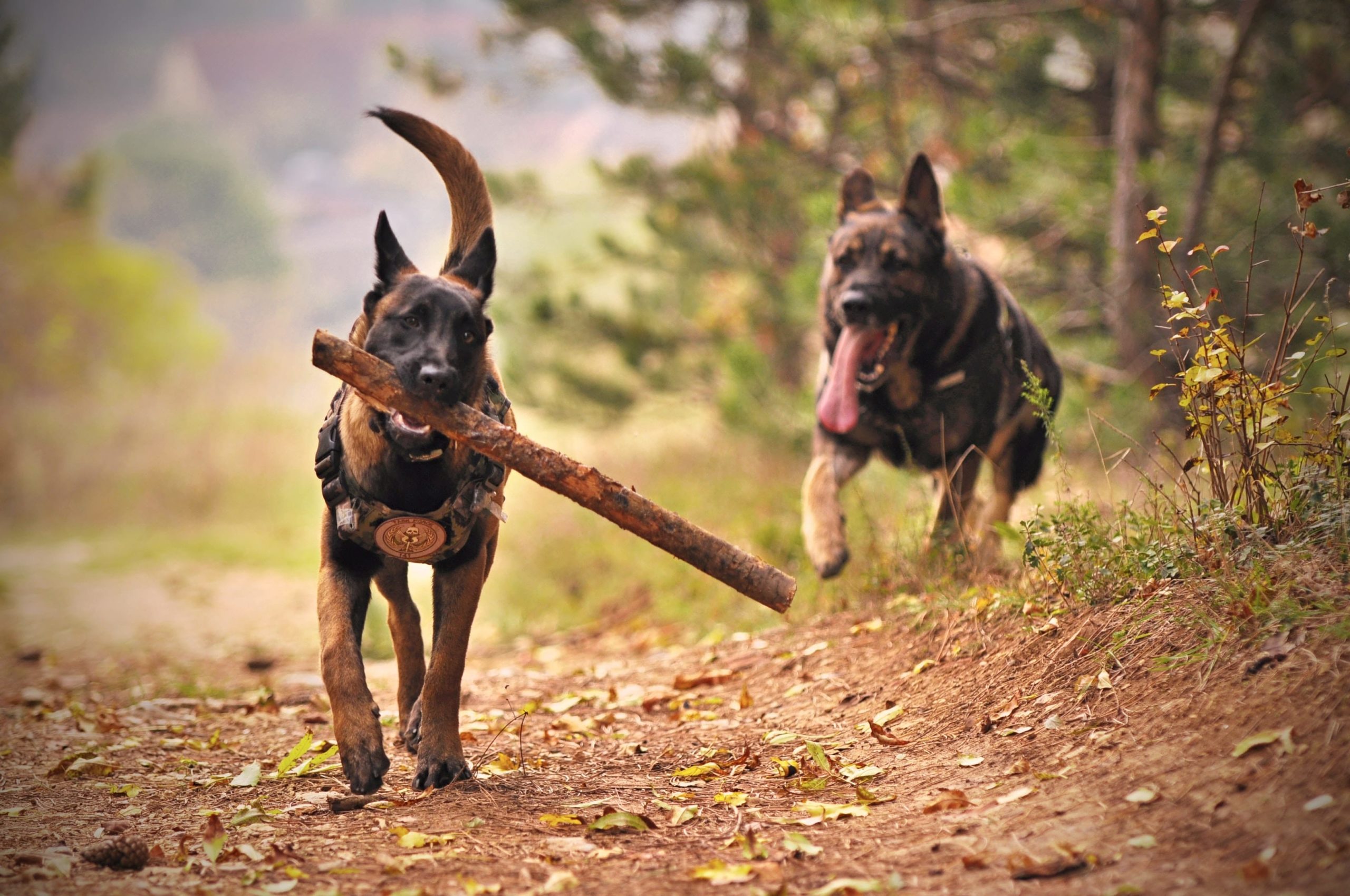 Twee honden rennen door een bosrijk pad met een stok, spelend in de natuur