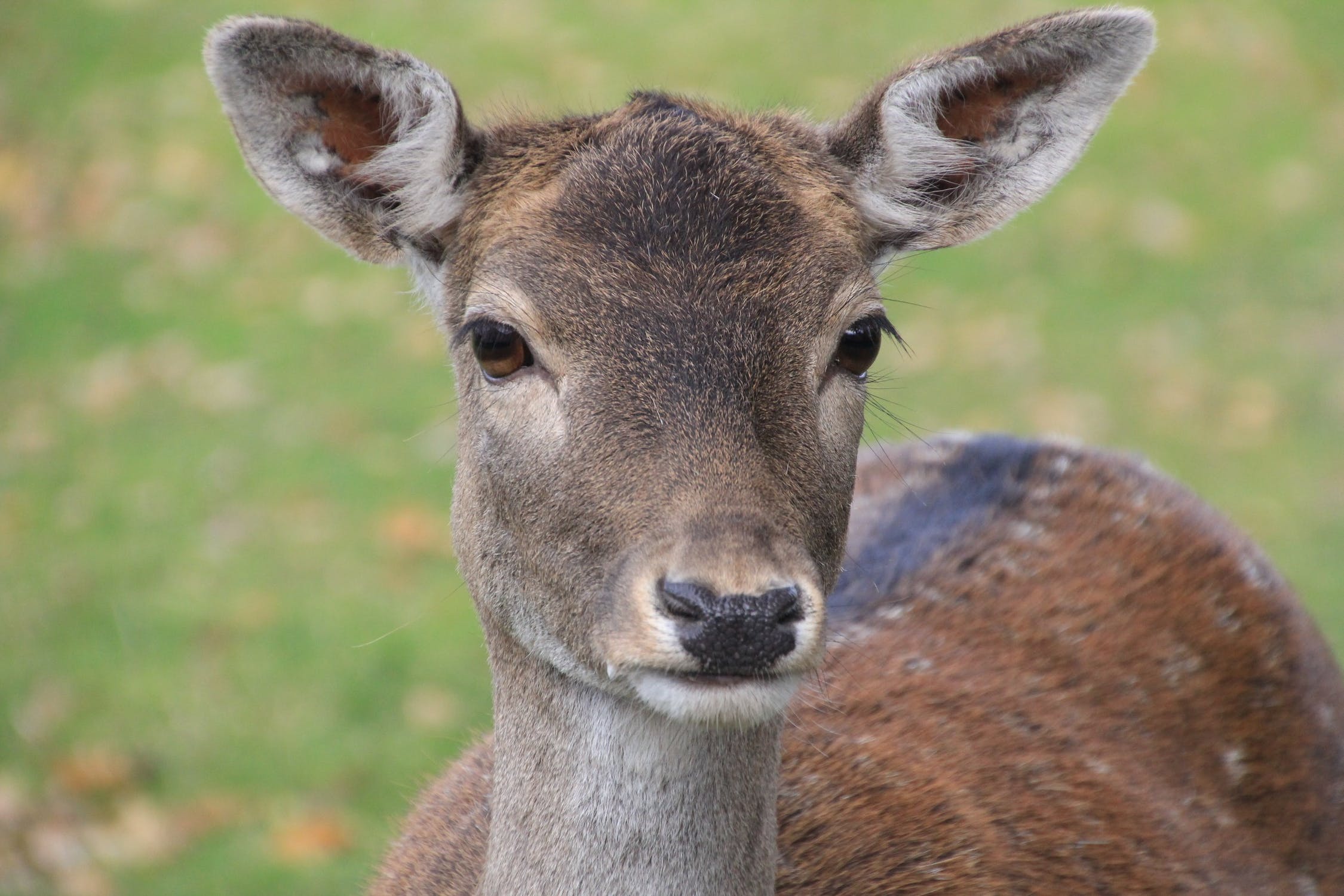 Ree in het Drents-Friese Wold Close-up van een ree met zachte blik, op een groene achtergrond