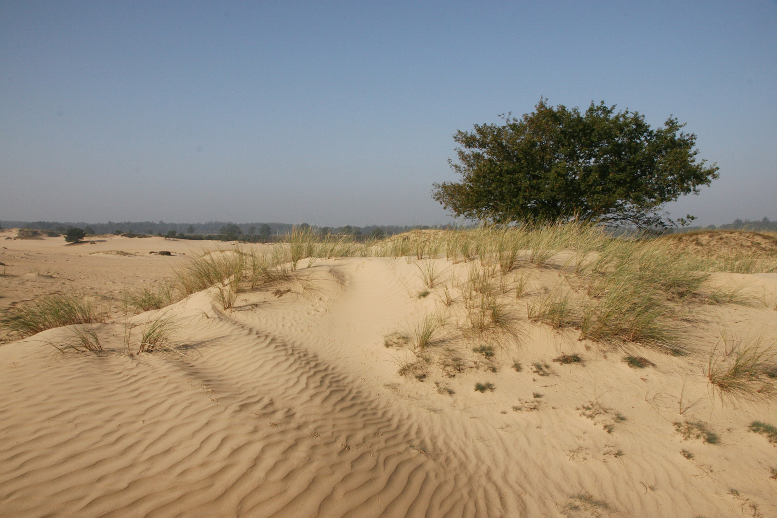 Aekingerzand – Kale Duinen Zandduinen van het Aekingerzand
