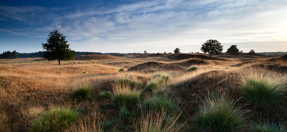 Uitzicht over het glooiende heidelandschap bij Doldersum tijdens zonsopkomst
