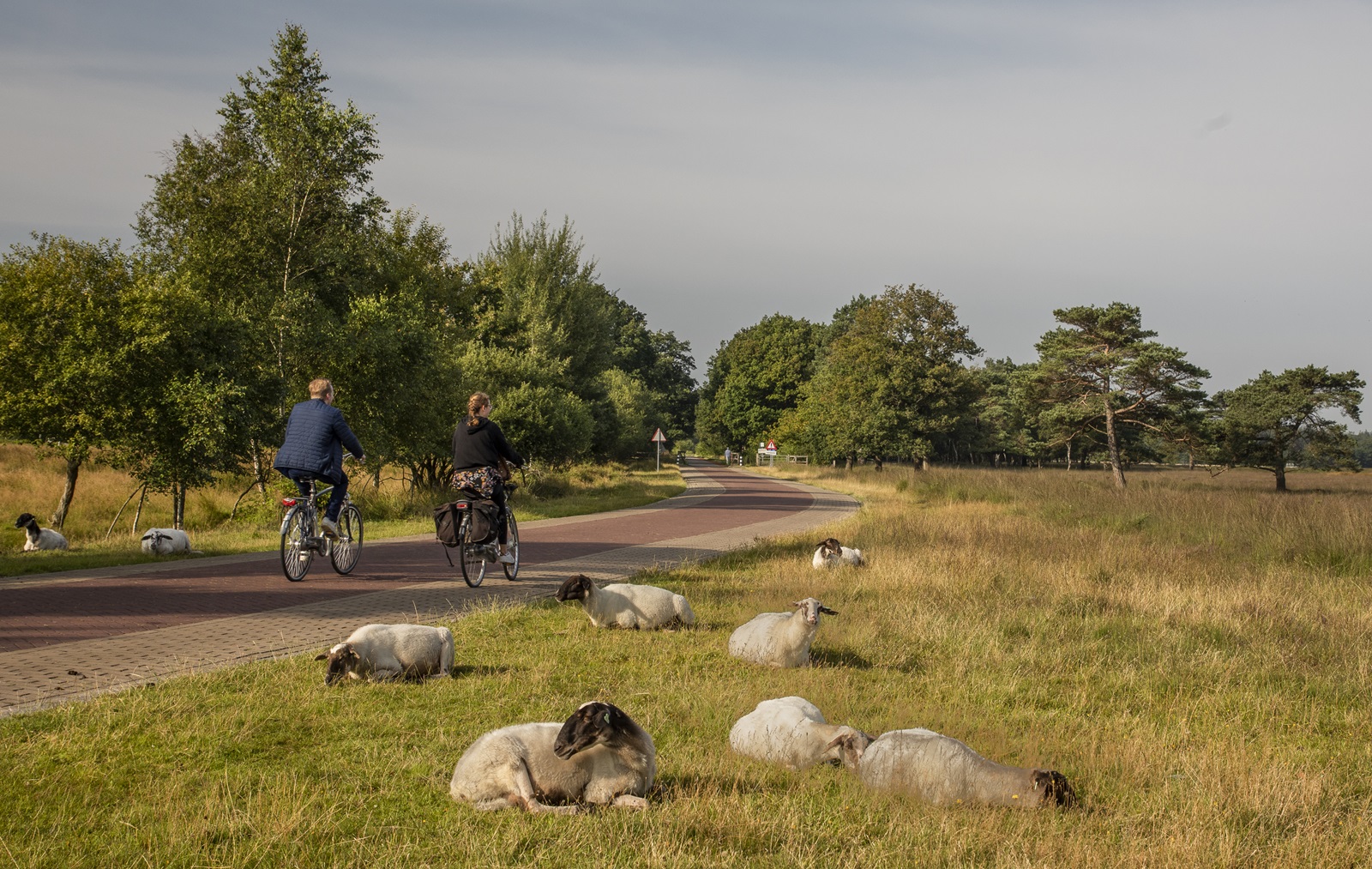 Fietsen langs grazende schapen in Doldersum, Drenthe Fietsers passeren schapen in natuurgebied bij Doldersum in Drenthe