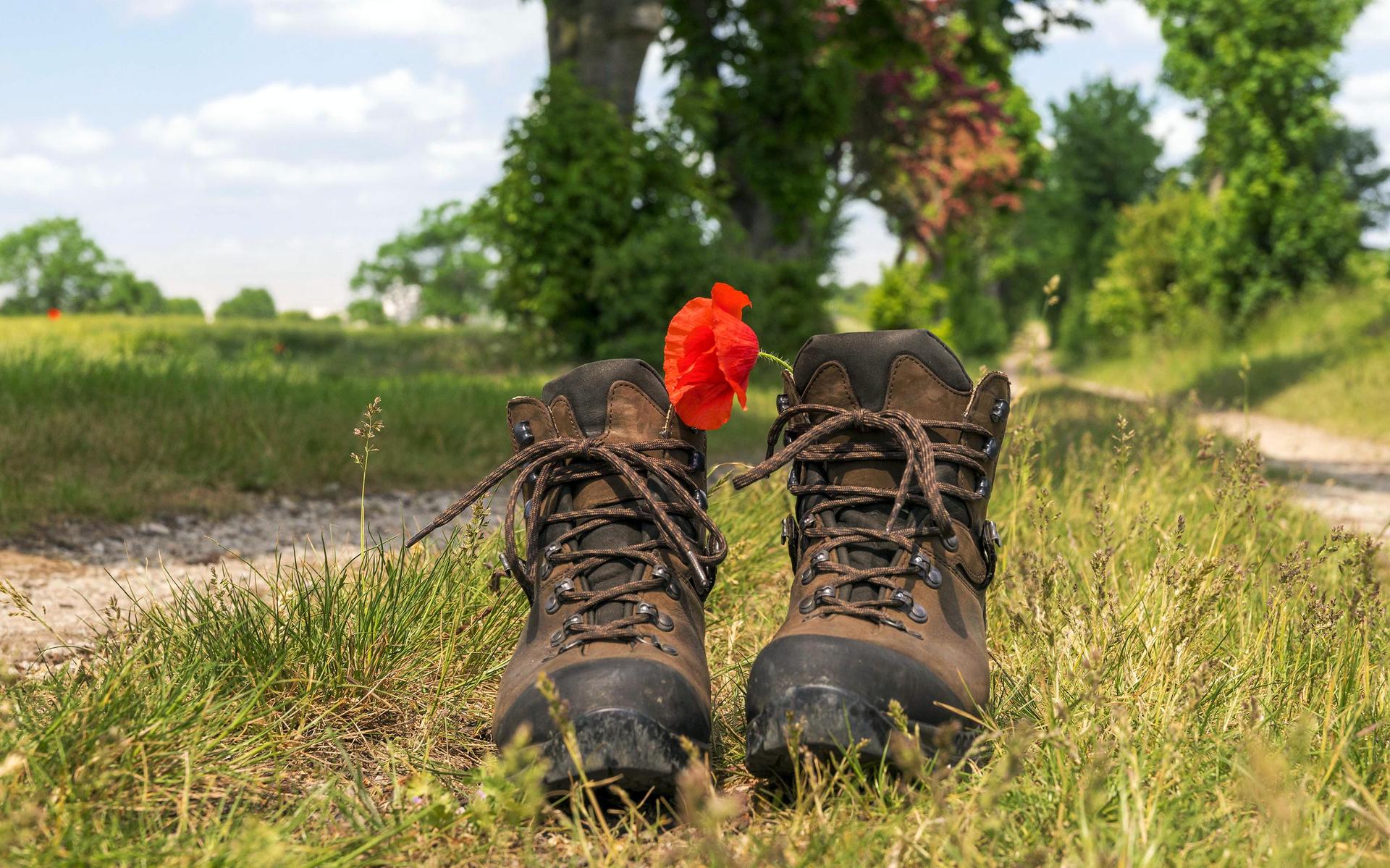 Wandelschoenen Schotse Hooglanders in een bloemenveld bij zonsondergang in Drenthe.