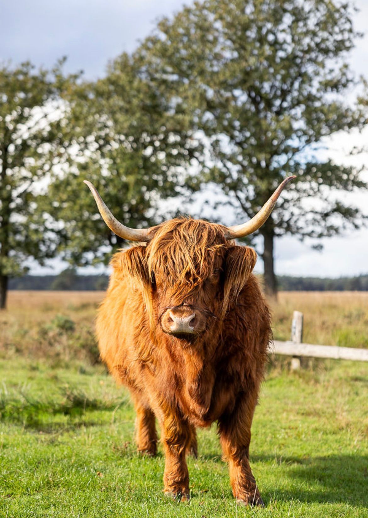 Hooglander in het Drents friese wold